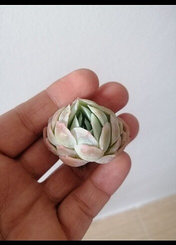 Echeveria, Queen rose