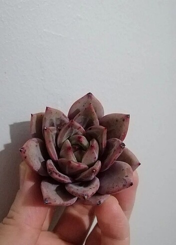 Echeveria purple champagne