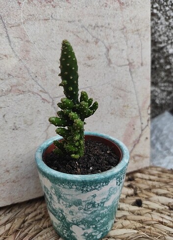 Opuntia tuna monstrusa