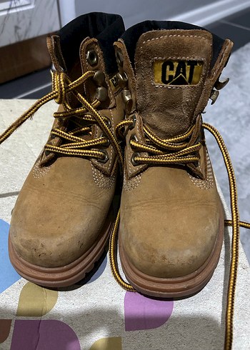 Cat 29