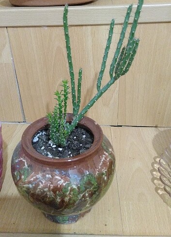 Kaktüs
