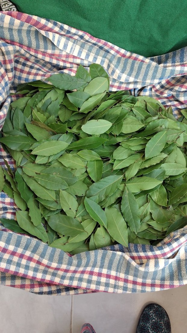 Taze Defne Yaprağı 70gram - Görsel 2