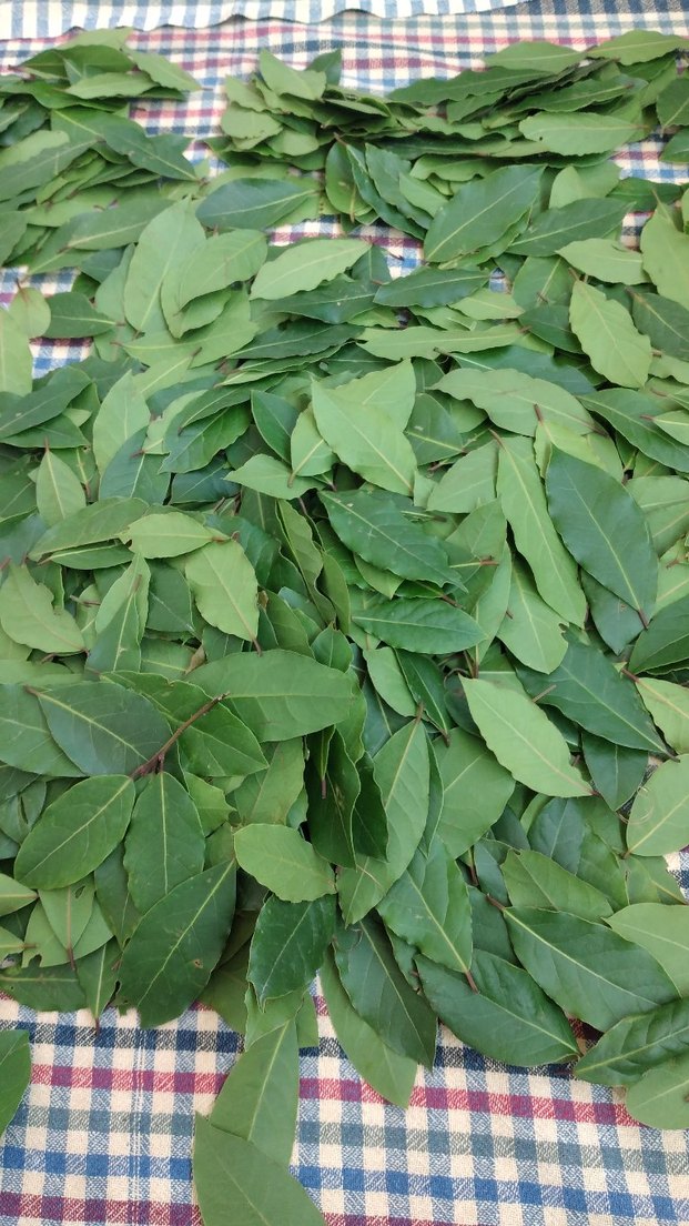 Taze Defne Yaprağı 70gram - Görsel 3