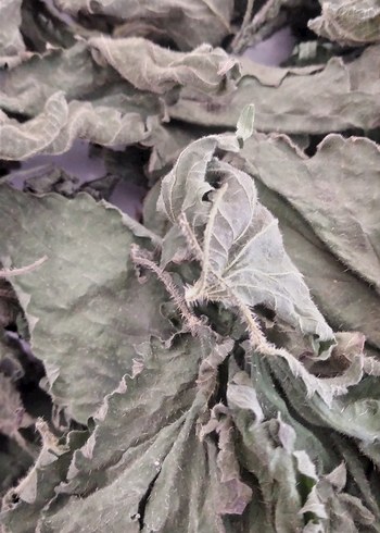 Kurutulmuş Isırganotu 50 grmDiger Kuru Bitkisel Merhem - Görsel 5