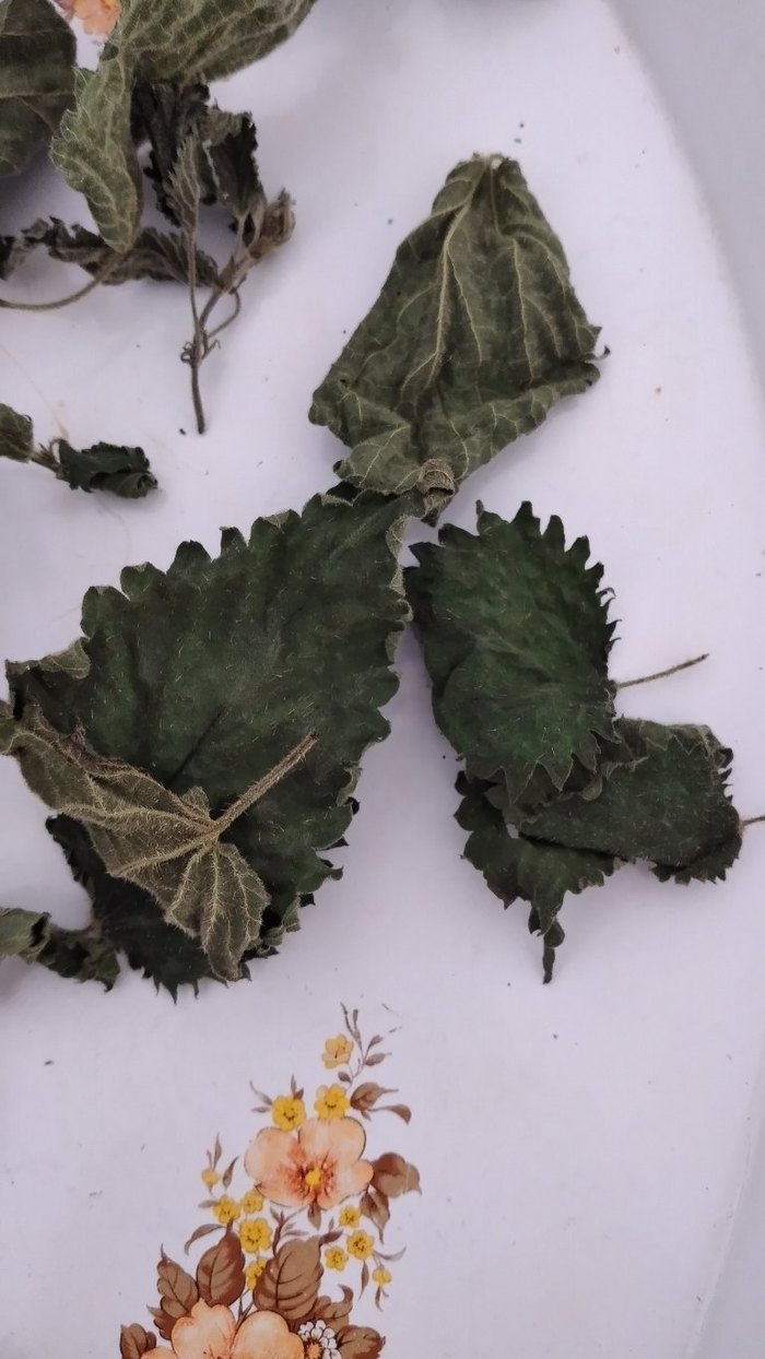 Kurutulmuş Isırganotu 50 grmDiger Kuru Bitkisel Merhem - Görsel 2