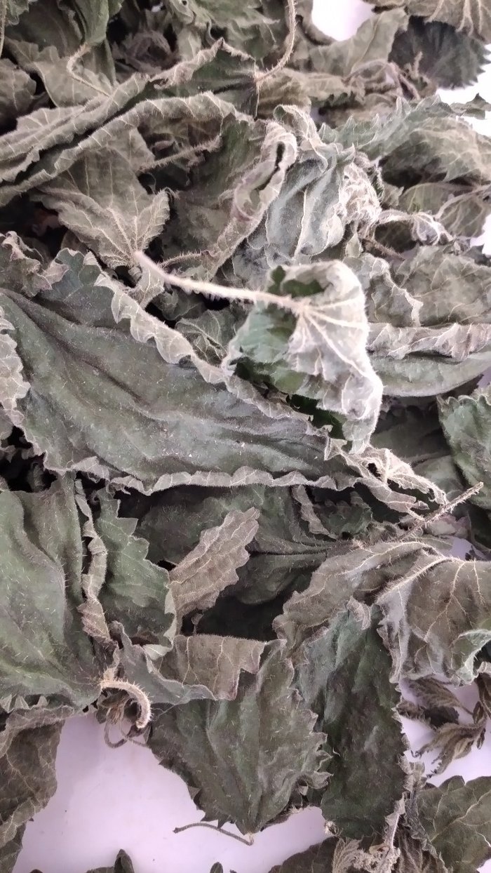 Kurutulmuş Isırganotu 50 grmDiger Kuru Bitkisel Merhem - Görsel 3