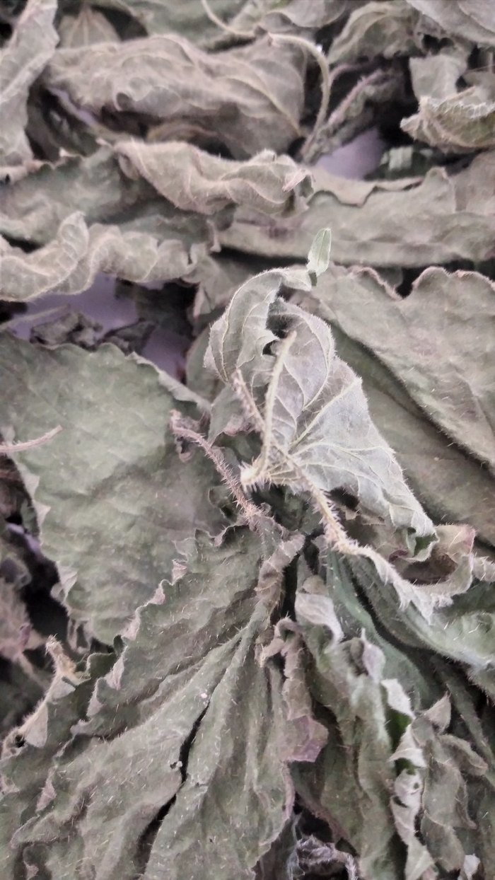 Kurutulmuş Isırganotu 50 grmDiger Kuru Bitkisel Merhem - Görsel 5