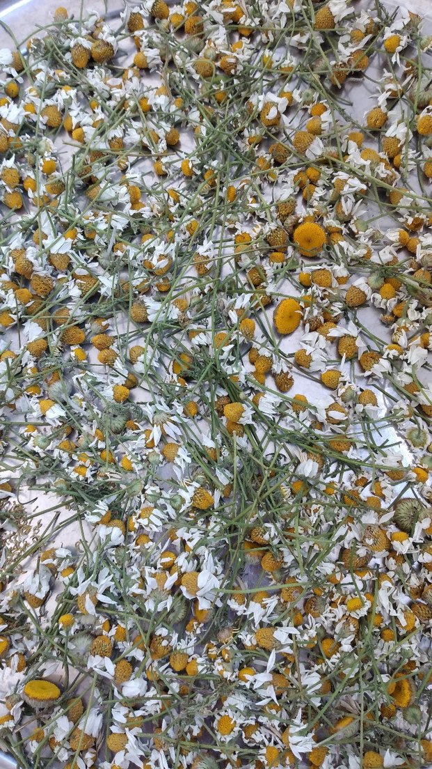 Taze Papatya kurumakta - Görsel 2