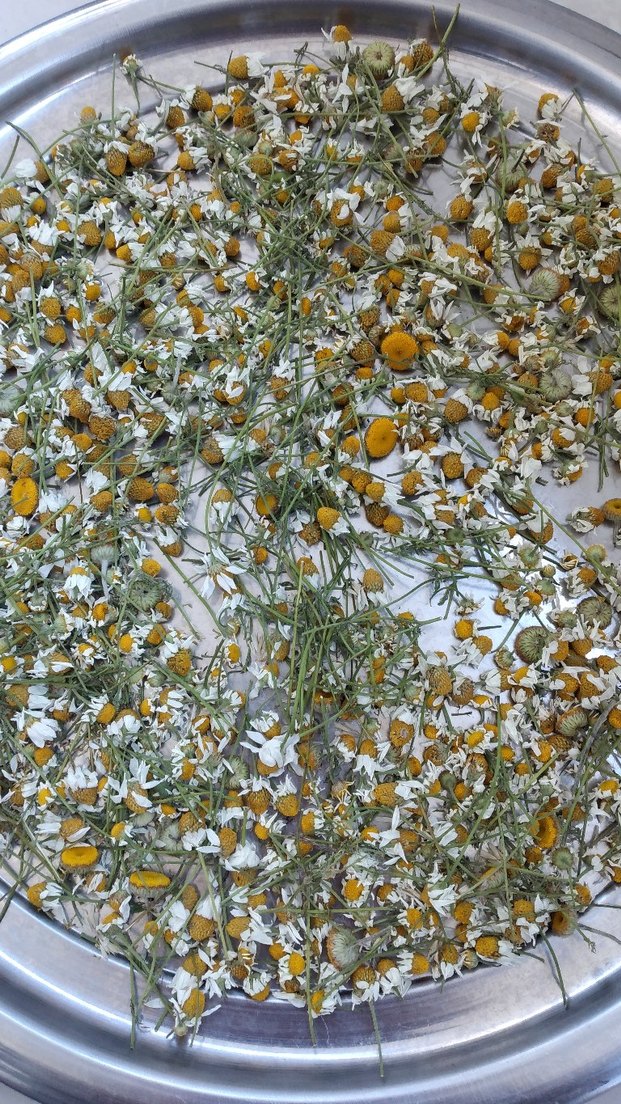 Taze Papatya kurumakta - Görsel 3