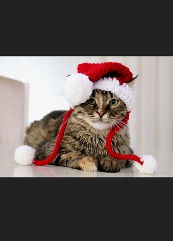 Yeni yıl kedi beresi şapka Noel aksesuar pet aksesuar hediyelik  - Görsel 2