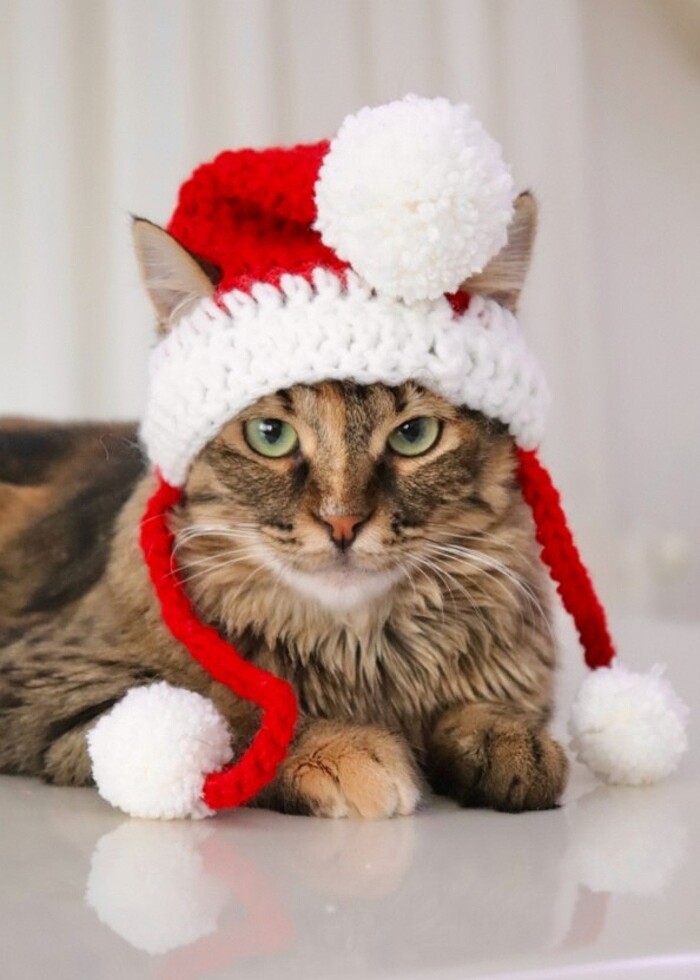 Yeni yıl kedi beresi şapka Noel aksesuar pet aksesuar hediyelik  - Görsel 3