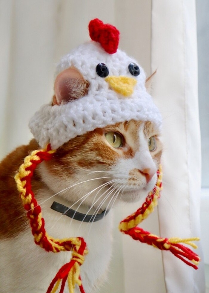 Kedi şapkası bere pet aksesuar hediyelik tavuklu şapka bere amig - Görsel 2