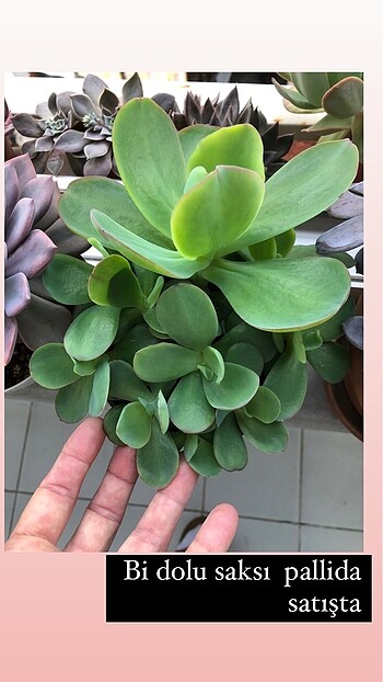 Pallida