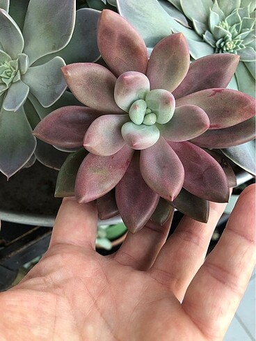 Pinkdonna