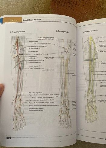 Lippincott Anatomi Atlası - 2. Baskı - Görsel 4