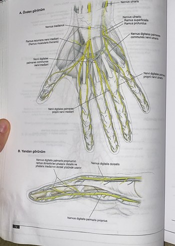 Lippincott Anatomi Atlası - 2. Baskı - Görsel 5