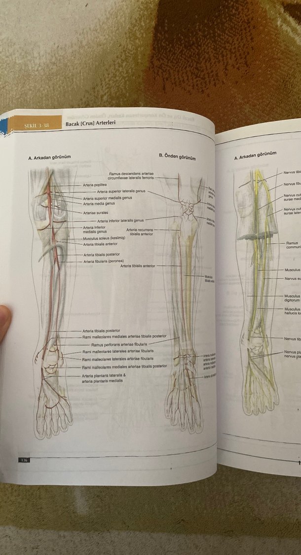 Lippincott Anatomi Atlası - 2. Baskı - Görsel 4