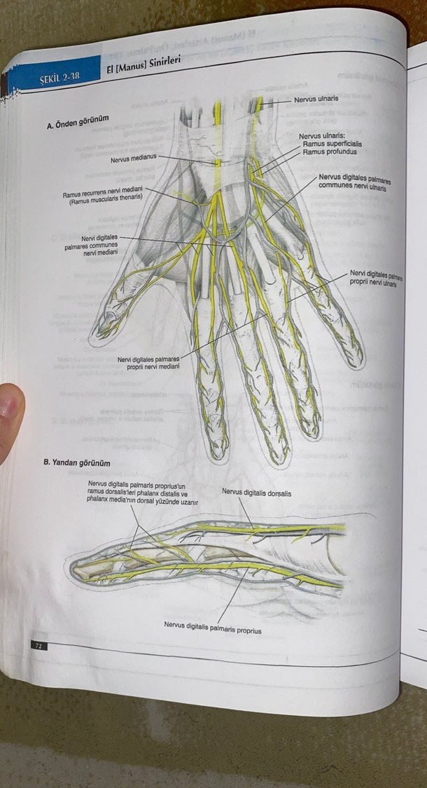 Lippincott Anatomi Atlası - 2. Baskı - Görsel 5