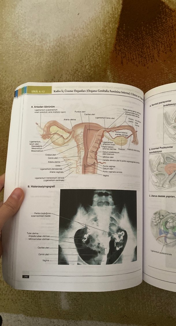 Lippincott Anatomi Atlası - 2. Baskı - Görsel 3