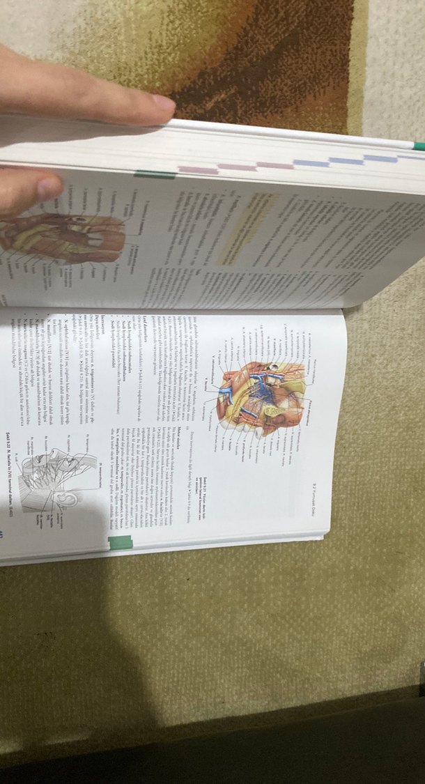 Sobotta Anatomi Konu Kitabı - Görsel 4