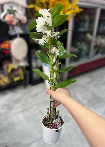 Beyaz Çiçekli Saksı Orkide