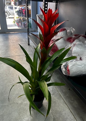 Koyu Yeşil Saksıda Ev Bitkisi fidesi - Görsel 3