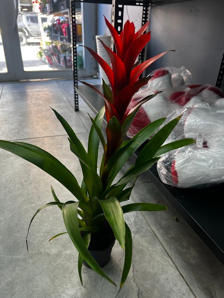 Koyu Yeşil Saksıda Ev Bitkisi fidesi - Görsel 3