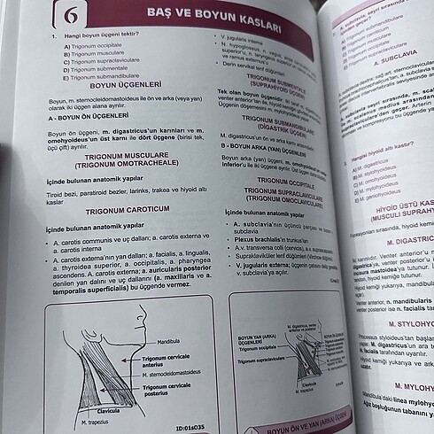 Beden Renk KLİNİSYEN TUS ANATOMİ SORULARI