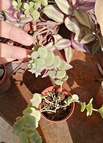 Sedum sieboldi 