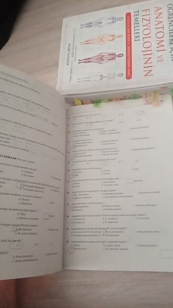  Beden İnsan anatomisi 