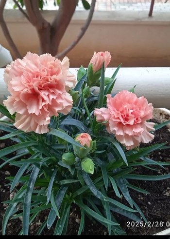 Pastel Pembe Karanfil
