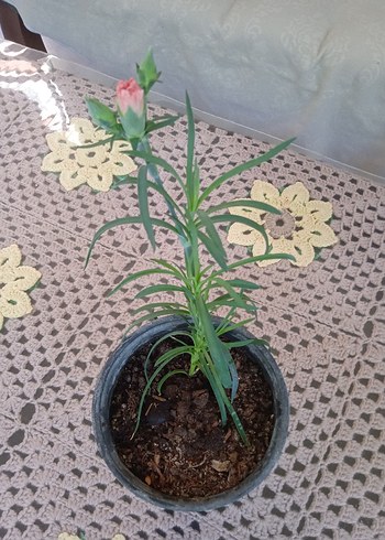 Beden Pastel Pembe Karanfil
