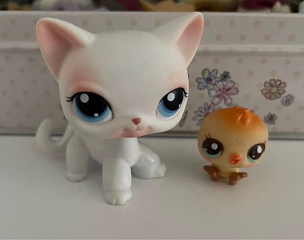 Shorthair ve bebek miniş