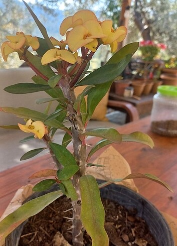  E.L.F Dikenler taci