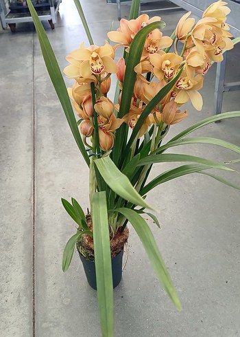 Cymbidium Orkide