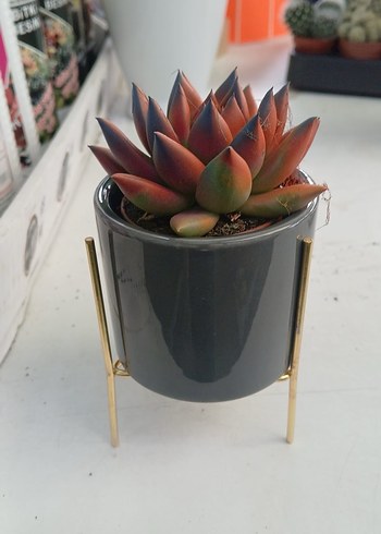 Seramik Saksıda Echeveria