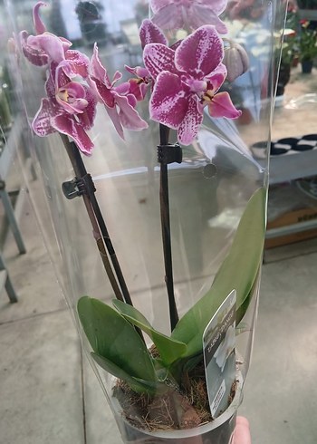 Diğer Phalaenopsis Orkide