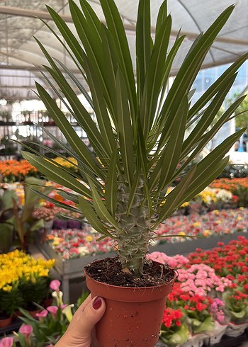 Madagaskar Palmiyesi