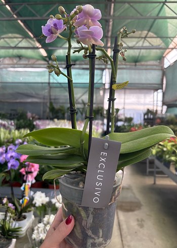 Opti Flor Multi Orkide