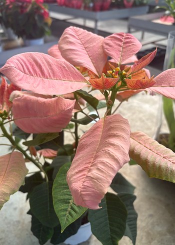 Diğer Euphorbia pulcherrima (Atatürk Çiçeği)