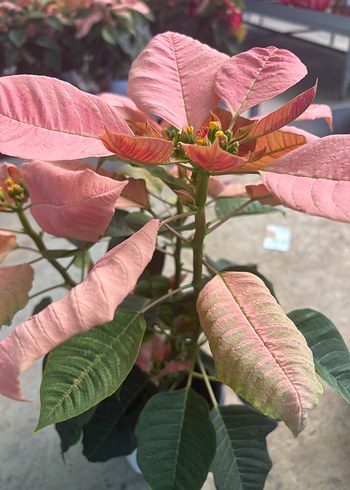 Euphorbia pulcherrima (Atatürk Çiçeği)