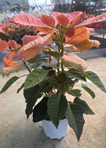 Beden Euphorbia pulcherrima (Atatürk Çiçeği)