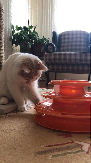 m Beden pembe Renk Kedi oyuncağı