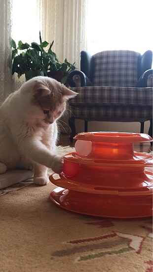 m Beden Kedi oyuncağı