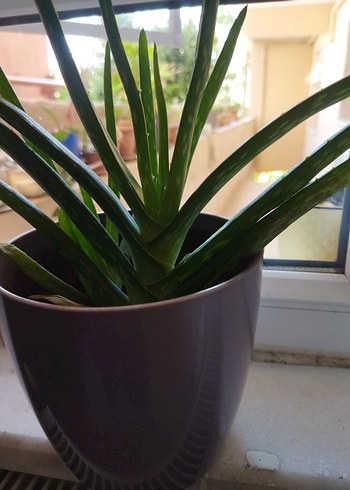 Çiçek Pastel Mor Saksıda Aloe Vera Bitkisi