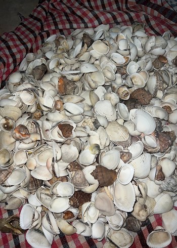  Beden Deniz Kabuğu