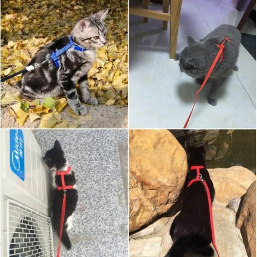 Kedi Göğüs Tasması ve Gezdirme Kayışı - Görsel 5