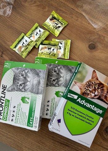 Kedi dış parazit