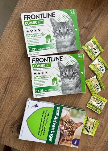  Kedi dış parazit