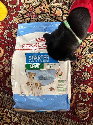 Royal Canin Mini Starter